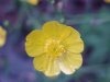 Common Buttercup (Ranunculus acris)