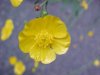 Common Buttercup (Ranunculus acris)