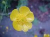 Common Buttercup (Ranunculus acris)