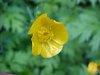 Common Buttercup (Ranunculus acris)