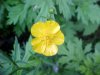 Common Buttercup (Ranunculus acris)