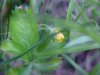 Canadian Dwarf Cinquefoil (Potentilla canadensis)