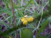 Canadian Dwarf Cinquefoil (Potentilla canadensis)