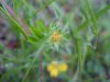 Canadian Dwarf Cinquefoil (Potentilla canadensis)