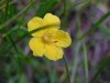 Canadian Dwarf Cinquefoil (Potentilla canadensis)