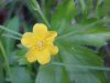 Canadian Dwarf Cinquefoil (Potentilla canadensis)