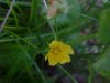 Canadian Dwarf Cinquefoil (Potentilla canadensis)