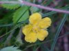Canadian Dwarf Cinquefoil (Potentilla canadensis)