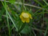 Canadian Dwarf Cinquefoil (Potentilla canadensis)