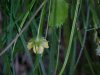 Canadian Dwarf Cinquefoil (Potentilla canadensis)