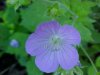 Wild Geranium; Crane's Bill (Geranium maculatum)