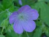 Wild Geranium; Crane's Bill  (Geranium maculatum)