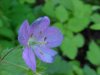 Wild Geranium; Crane's Bill (Geranium maculatum)