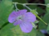 Wild Geranium; Crane's Bill (Geranium maculatum)