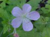 Wild Geranium; Crane's Bill (Geranium maculatum)