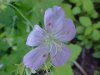 Wild Geranium; Crane's Bill  (Geranium maculatum)