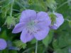 Wild Geranium; Crane's Bill (Geranium maculatum)
