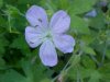 Wild Geranium; Crane's Bill (Geranium maculatum)