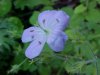 Wild Geranium; Crane's Bill (Geranium maculatum)