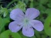 Wild Geranium; Crane's Bill (Geranium maculatum)