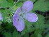 Wild Geranium; Crane's Bill (Geranium maculatum)