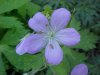Wild Geranium; Crane's Bill  (Geranium maculatum)