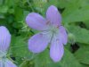 Wild Geranium; Crane's Bill (Geranium maculatum)