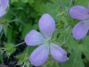 Wild Geranium; Crane's Bill (Geranium maculatum)