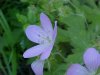 Wild Geranium; Crane's Bill  (Geranium maculatum)