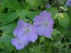 Wild Geranium; Crane's Bill (Geranium maculatum)
