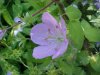 Wild Geranium; Crane's Bill (Geranium maculatum)