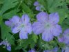 Wild Geranium; Crane's Bill (Geranium maculatum)