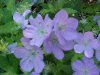 Wild Geranium; Crane's Bill (Geranium maculatum)