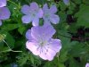 Wild Geranium; Crane's Bill (Geranium maculatum)