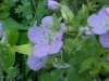 Wild Geranium; Crane's Bill (Geranium maculatum)