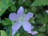 Wild Geranium; Crane's Bill  (Geranium maculatum)