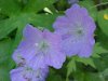 Wild Geranium; Crane's Bill (Geranium maculatum)