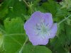Wild Geranium; Crane's Bill (Geranium maculatum)