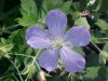 Wild Geranium; Crane's Bill  (Geranium maculatum)