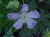Wild Geranium; Crane's Bill (Geranium maculatum)
