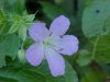 Wild Geranium; Crane's Bill (Geranium maculatum)