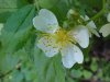 Multiflora Rose (Rosa multiflora)