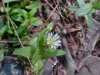 Mouse-ear Chickweed (Cerastium fontanum)