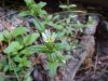 Mouse-ear Chickweed (Cerastium  fontanum)
