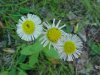 Philadelphia Fleabane (Erigeron philadelphicus)