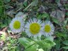 Philadelphia Fleabane (Erigeron philadelphicus)
