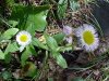 Philadelphia Fleabane (Erigeron philadelphicus)