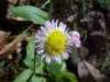 Philadelphia Fleabane (Erigeron philadelphicus)