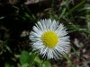 Philadelphia Fleabane (Erigeron philadelphicus)