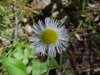 Philadelphia Fleabane (Erigeron philadelphicus)